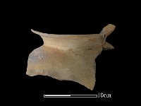 陶罐藏品圖，第2張