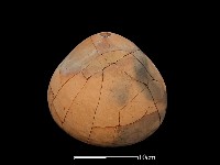 陶甑藏品圖，第4張