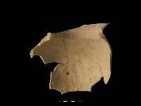 陶罐藏品圖，第4張