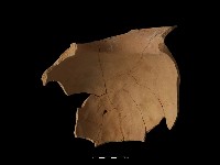 陶罐藏品圖，第1張