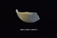 陶片藏品圖，第1張