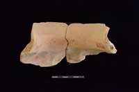 陶罐藏品圖，第2張