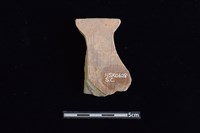 陶片藏品圖，第2張