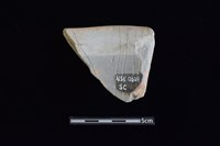 陶片藏品圖，第1張