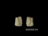 矛鏃形器藏品圖，第1張