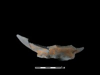 陶片藏品圖，第3張