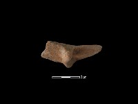 陶片藏品圖，第2張