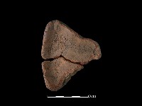 陶片藏品圖，第2張