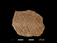 陶片藏品圖，第1張