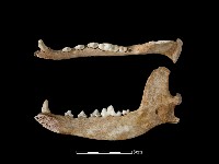 狗骨藏品圖，第2張