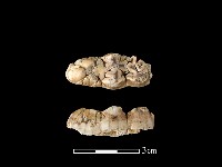 野豬骨藏品圖，第1張