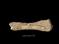 牛骨藏品圖，第2張