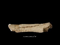 牛骨藏品圖，第1張