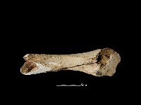 牛骨藏品圖，第3張