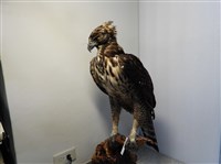 熊鷹藏品圖，第2張