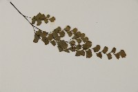 鐵線蕨藏品圖，第3張