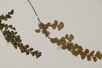 鐵線蕨藏品圖，第4張