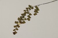 鐵線蕨藏品圖，第5張