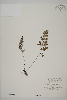 鐵線蕨藏品圖，第1張