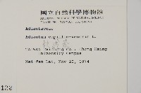 鐵線蕨藏品圖，第2張