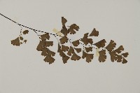 鐵線蕨藏品圖，第3張