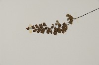 鐵線蕨藏品圖，第4張