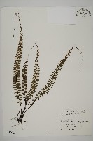 鞭葉鐵線蕨藏品圖，第1張