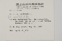 鞭葉鐵線蕨藏品圖，第2張