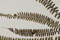 鞭葉鐵線蕨藏品圖，第4張