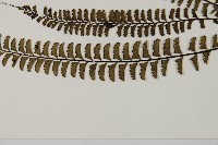 鞭葉鐵線蕨藏品圖，第5張