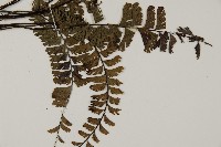 鞭葉鐵線蕨藏品圖，第3張