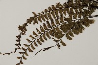 鞭葉鐵線蕨藏品圖，第4張