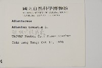 鞭葉鐵線蕨藏品圖，第2張