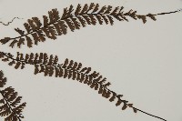 鞭葉鐵線蕨藏品圖，第4張