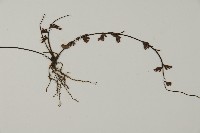 鞭葉鐵線蕨藏品圖，第5張