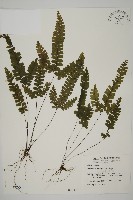 長尾鐵線蕨藏品圖，第1張