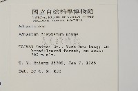 長尾鐵線蕨藏品圖，第2張