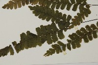 長尾鐵線蕨藏品圖，第5張