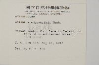 愛氏鐵線蕨藏品圖，第2張