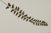 愛氏鐵線蕨藏品圖，第3張