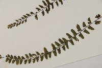 愛氏鐵線蕨藏品圖，第5張