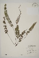 愛氏鐵線蕨藏品圖，第1張