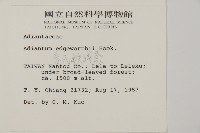 愛氏鐵線蕨藏品圖，第2張