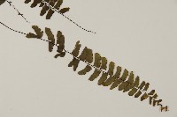 愛氏鐵線蕨藏品圖，第3張