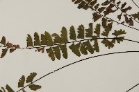 愛氏鐵線蕨藏品圖，第4張