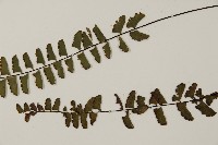 愛氏鐵線蕨藏品圖，第5張