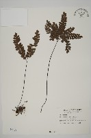 扇葉鐵線蕨藏品圖，第1張