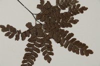 扇葉鐵線蕨藏品圖，第3張