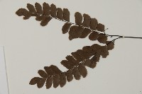 扇葉鐵線蕨藏品圖，第4張