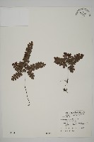 扇葉鐵線蕨藏品圖，第1張